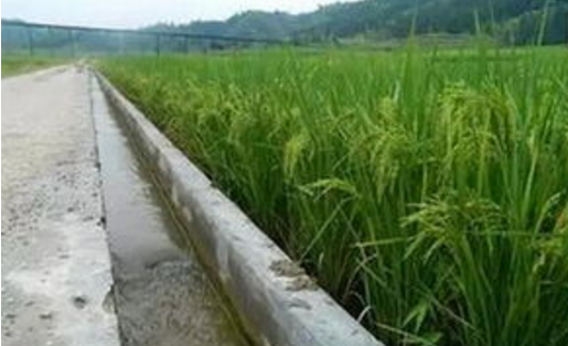 棗陽(yáng)千億斤糧食